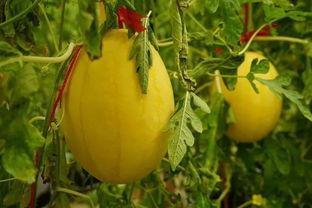 南安吃瓜群,揭秘网络社交背后的趣味与争议