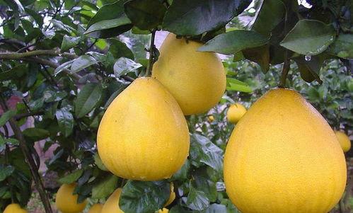 吃蒲瓜会升血糖吗,蒲瓜食用对血糖影响解析