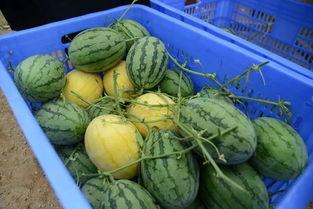 吃瓜群二维,揭秘网络社交圈的趣味与争议