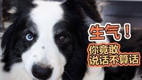 狗狗看戏吃瓜,萌宠视角下的娱乐圈风云