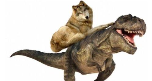 恐龙扛狼吃瓜,恐龙与狼的奇幻瓜田对决