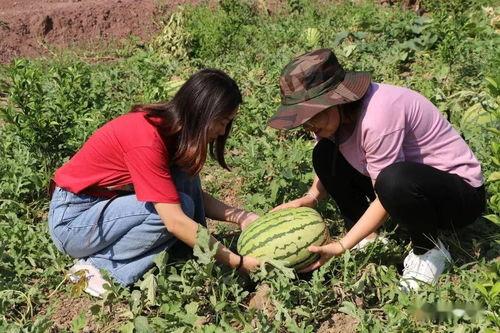 玉溪 吃瓜,瓜果飘香，品味生活之美