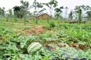 台州吃瓜社,揭秘台州美食圈的那些事儿