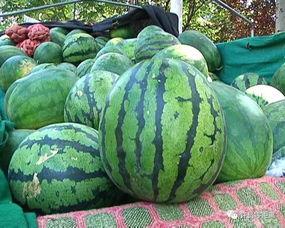 如何看待吃瓜盟主,网络舆论场中的“瓜农”力量