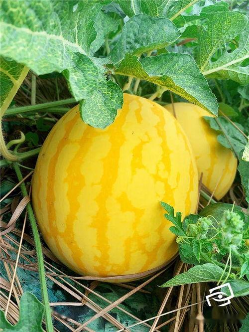 欢瑞世纪吃瓜,娱乐圈风云再起，吃瓜群众热议幕后真相