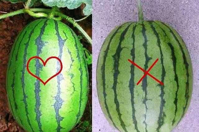 瓜藤吃瓜视频,揭秘网络热门视频背后的故事与真相