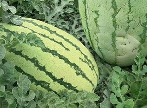 画吃瓜的样子,描绘吃瓜群众的欢乐瞬间