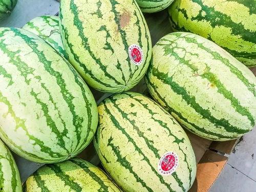 吃瓜家族4,揭秘娱乐圈背后的秘密与真相