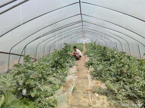 田间吃瓜照片,夏日田园的甜蜜瞬间