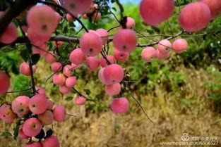 新泰龙廷吃瓜,一场吃瓜盛宴背后的故事