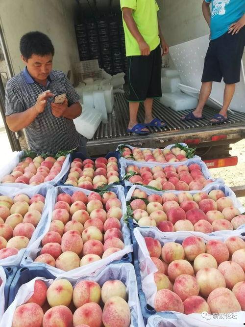 新泰龙廷吃瓜,一场吃瓜盛宴背后的故事