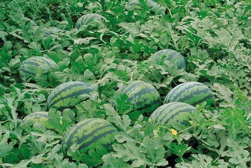 北纬吃瓜视频大全,吃瓜视频大全，带你领略全球热点瞬间