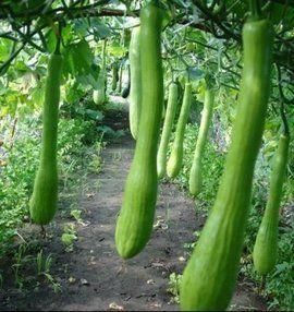 薛小婉吃瓜vc,揭秘娱乐圈幕后故事