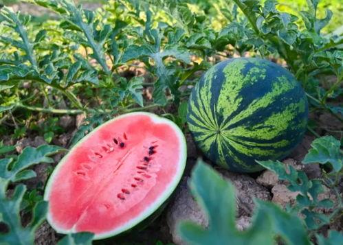 夏天吃的瓜图片,缤纷色彩下的清凉诱惑