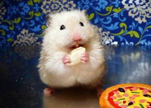 怀孕鼠瓜可以吃吗,安全与营养两不误