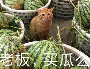 怀孕鼠瓜可以吃吗,安全与营养两不误