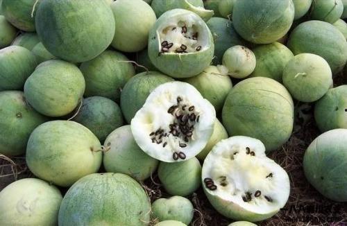 中亚吃瓜,一瓜在手,尽享丝路美食之旅 第2张 中亚吃瓜,一瓜在手,尽享丝路美食之旅 第2张