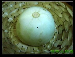 吃酥瓜舌尖发麻,舌尖麻感揭秘  第3张