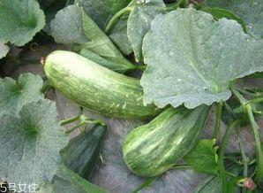 吃瓜有意义,揭秘生活中的趣味与意义