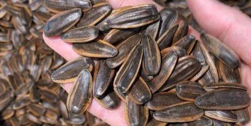 吃瓜是什么瓜子  第2张