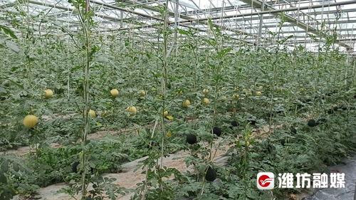 江西吃瓜电商,打造本地特色美食新零售平台  第2张