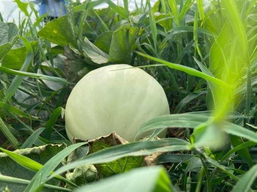 冒雨童年吃瓜,瓜香满溢的甜蜜回忆  第2张