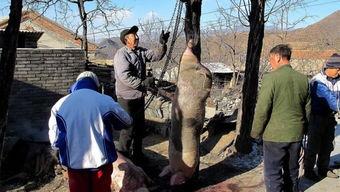 冒雨童年吃瓜,瓜香满溢的甜蜜回忆  第3张