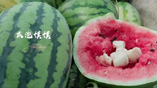 舌尖上的美食吃瓜