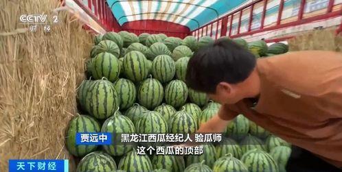 特克斯吃瓜,揭秘瓜界新宠儿的魅力与争议