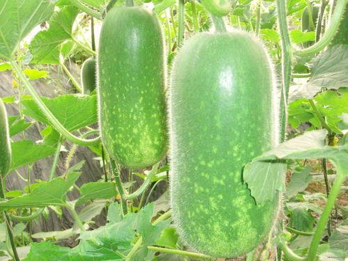 ccgg3吃瓜,揭秘娱乐圈背后的那些事儿