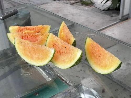 广西农村吃瓜视频