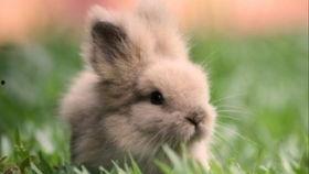 吃瓜兔子简笔画,趣味简笔画中的可爱瞬间