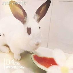 吃瓜兔子简笔画,趣味简笔画中的可爱瞬间