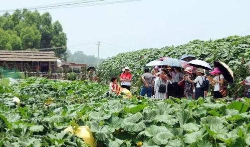 乡村吃瓜50字,夏日里的悠闲时光