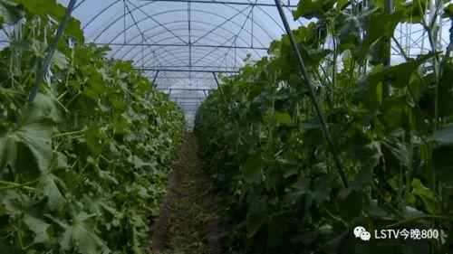 西昌17吃瓜,一场网络狂欢背后的真相