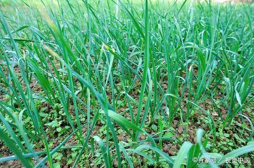 宝宝吃黄河蜜瓜