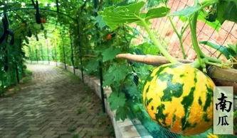 吃瓜有趣趣事,那些让人捧腹大笑的吃瓜趣事