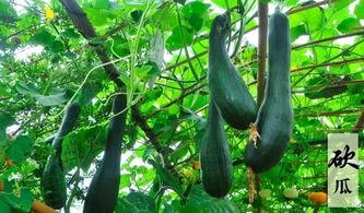 吃瓜有趣趣事,那些让人捧腹大笑的吃瓜趣事