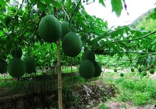 吊瓜吃胖了,一瓜吃胖的甜蜜诱惑