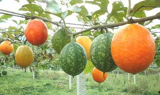 吊瓜吃胖了,一瓜吃胖的甜蜜诱惑