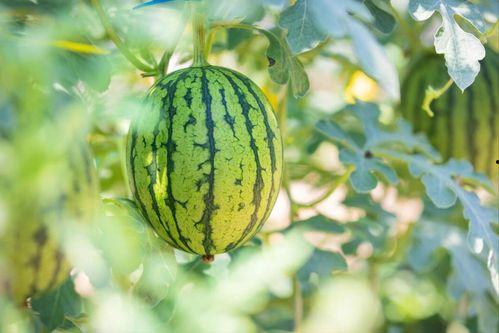 庄河吃瓜录屏,一场视觉盛宴的幕后揭秘