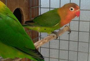 牡丹鹦鹉吃瓜了,吃瓜记