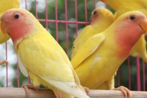 牡丹鹦鹉吃瓜了,吃瓜记