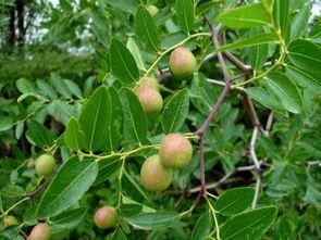 山上有野瓜怎么吃,解锁自然美味新体验