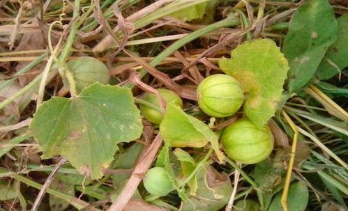 山上有野瓜怎么吃,解锁自然美味新体验