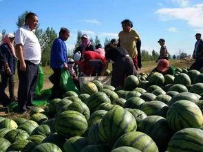 理塘白依吃瓜,瓜果飘香中的田园生活画卷