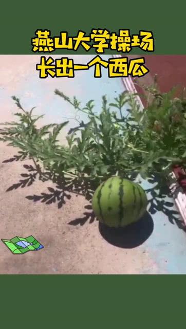 学院操场跳舞吃瓜,学院生活新风尚