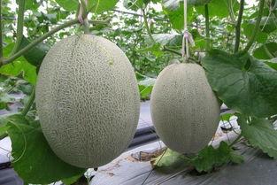 吃黄皮哈密瓜,黄皮哈密瓜的甜蜜邂逅