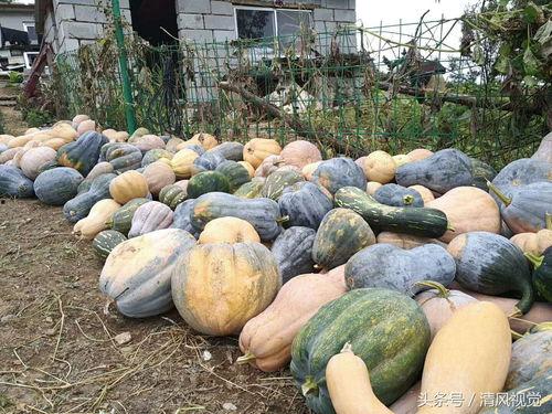 农村大叔吃瓜,乐享田园生活