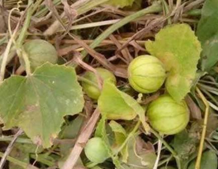 梦见自己吃马泡瓜,揭秘马泡瓜的神秘诱惑